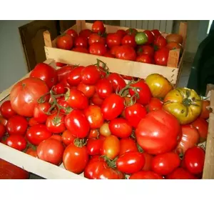 1- conseil pour la cuture de vos tomates
